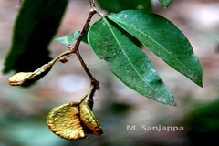 Cynometra travancorica